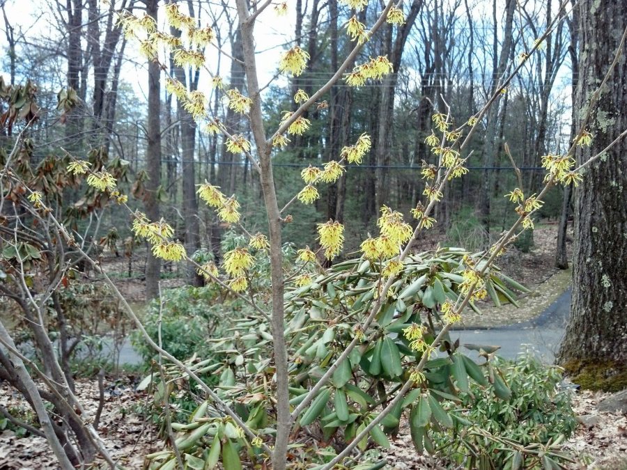 Arnold's Promise Witch Hazel